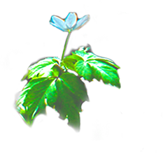 flower_bl