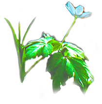 flower_br